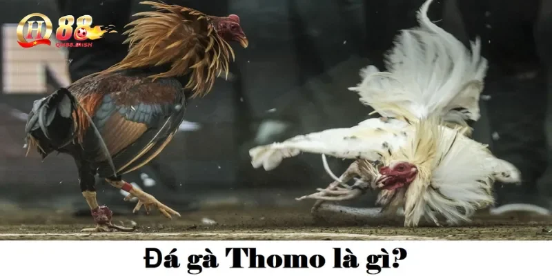 Đá gà Thomo là gì?