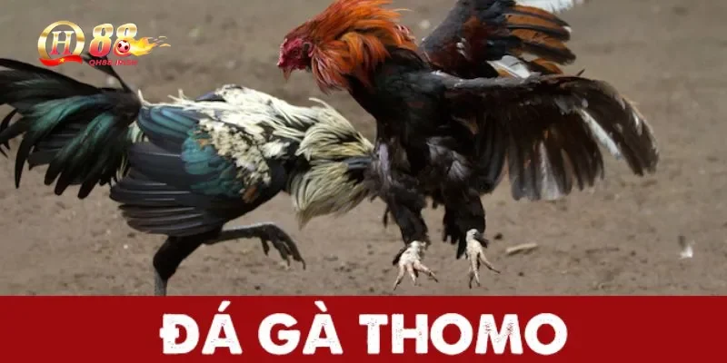 Đá gà Thomo