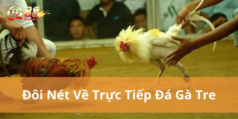 Đôi nét giới thiệu về trực tiếp đá gà tre