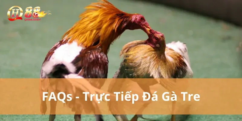 FAQs - Câu hỏi thường gặp về xem đá gà tre trực tiếp tại nhà cái 