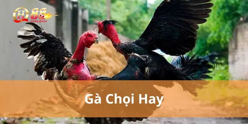 gà chọi hay