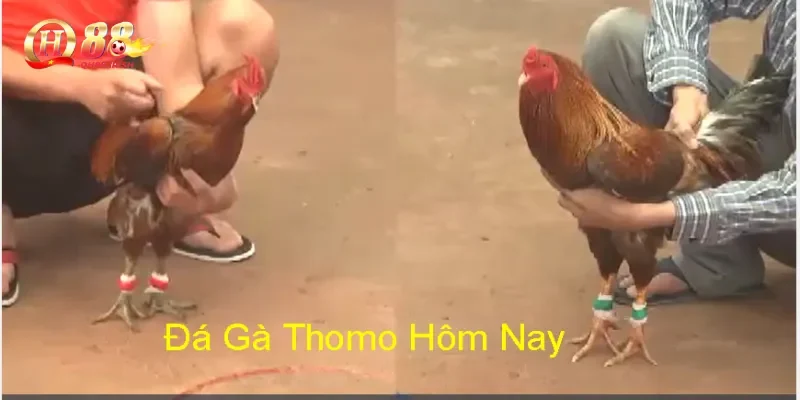 Tại sao anh em nên xem đá gà Thomo tại nhà cái uy tín