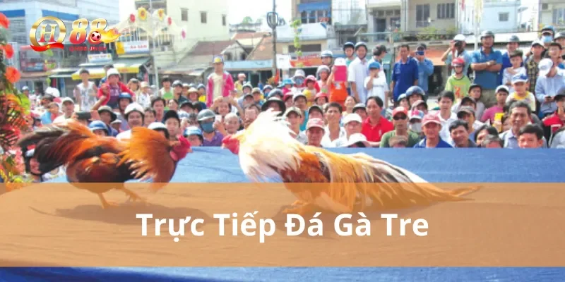 trực tiếp đá gà tre